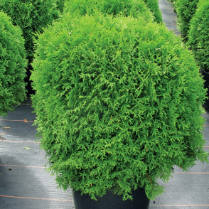 Туя западная «Хозери»