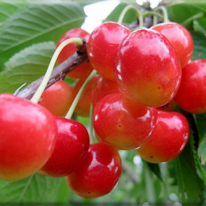 Черешня «Розовый жемчуг»