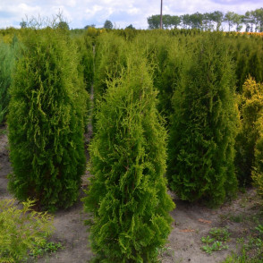 Туя западная «Колумна»