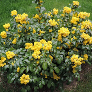 Магония падубалистная