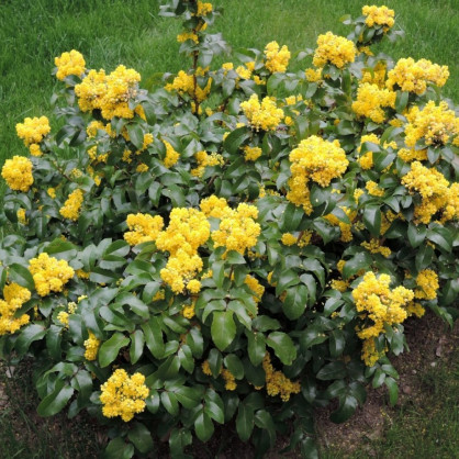 Магония падубалистная