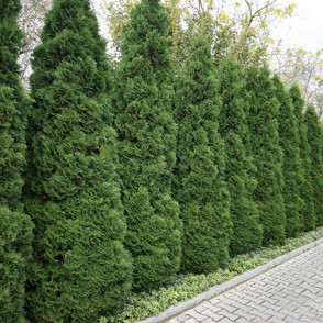 Туя «Холмструп»