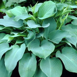 Хоста «Блю Энджел» в ассортименте