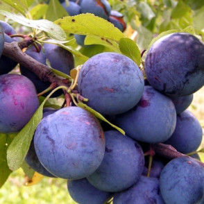 Слива «Венера»