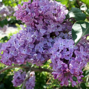 Сирень «Мечта»