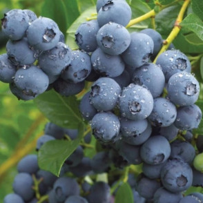 Голубика «Дюк»