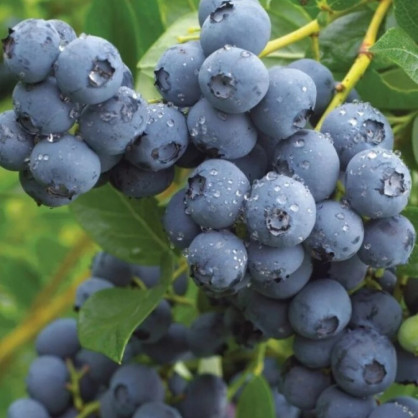 Голубика «Дюк»