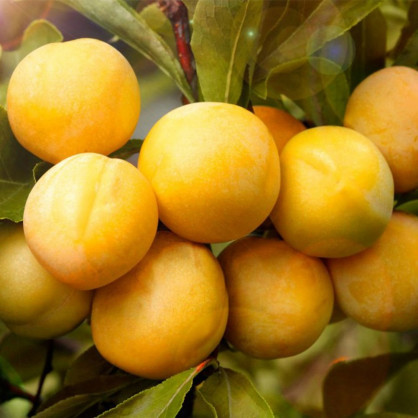 Слива «Светлячок»