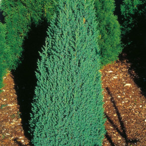 Можжевельник «Стрикта»