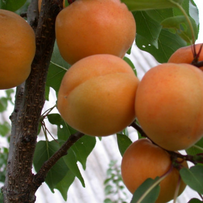 Абрикос «Царский»