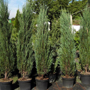 Можжевельник скальный «Блю Эрроу»