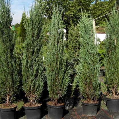 Можжевельник скальный «Блю Эрроу»
