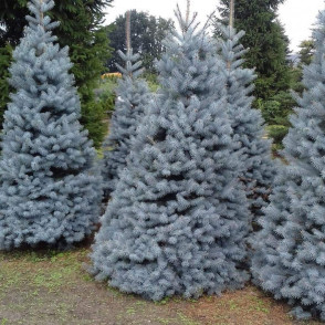 Ель колючая «Блю Даймонд»