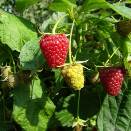 Малина ремонтантная красная «Бабье лето»