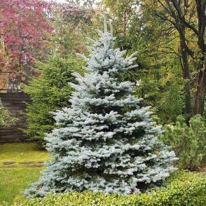 Ель колючая «Фат Альберт»