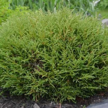 Туя «Мистер Боулинг Болл»