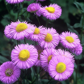 Мелколепестник «Роза июля»