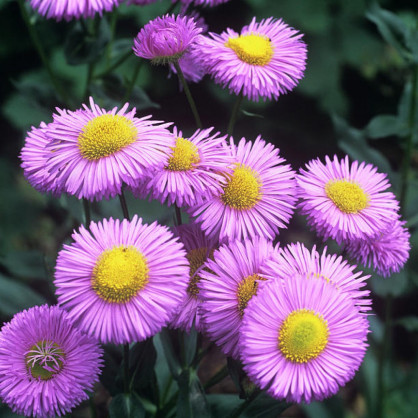 Мелколепестник «Роза июля»