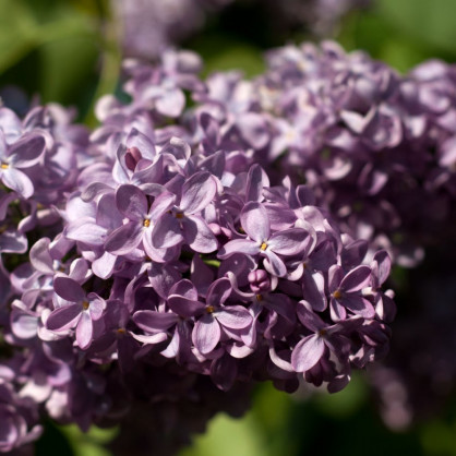 Сирень «Космонавт»