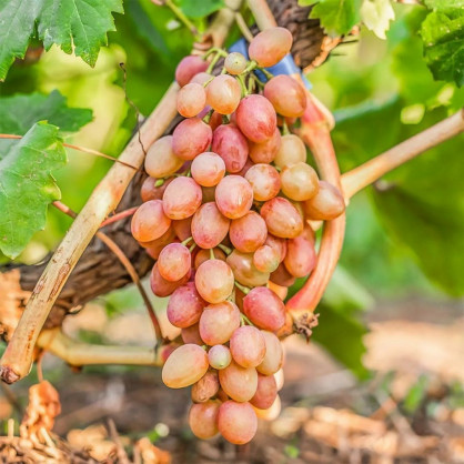 Виноград «Преображение»