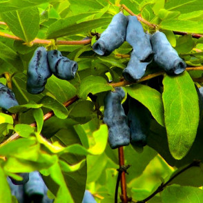 Жимолость «Амфора»