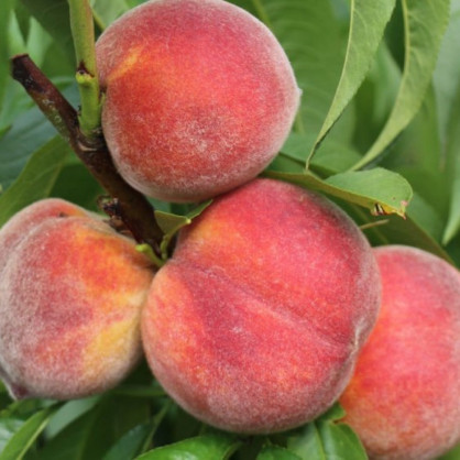 Персик «Донской»