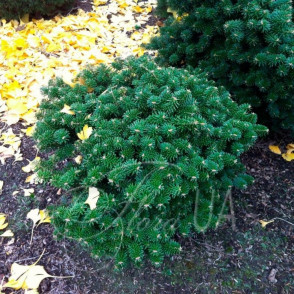 Пихта кореана «Дарк Хилл»