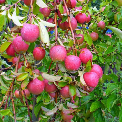 Яблоня «Анис розовый»