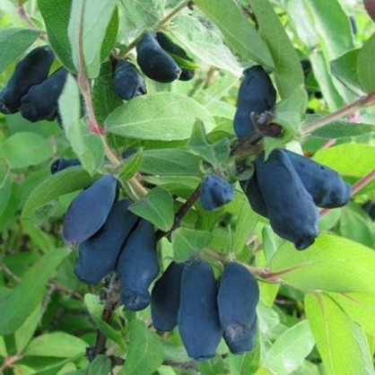 Жимолость «Трое друзей»