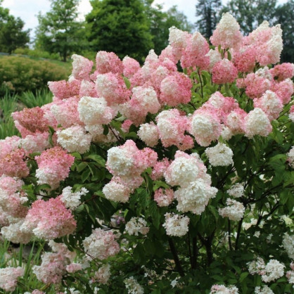 Гортензия «Ванилла Фрайз»