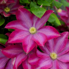 Клематис «Какио/Пинк Шампань»