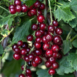 Смородина «Гранатовая»