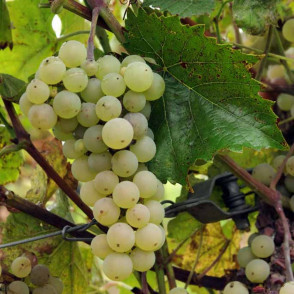 Виноград «Аврора»