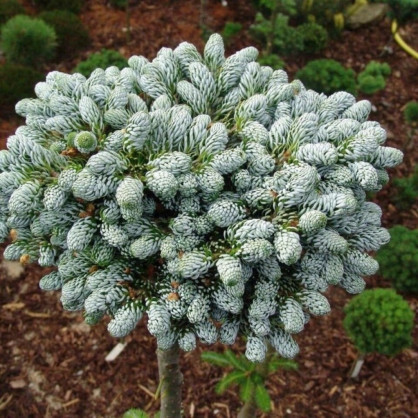 Пихта «Айсбрейкер»