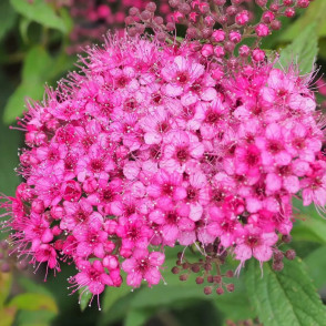 Спирея «Антони Ватерер»