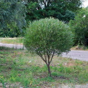 Ива «Булата»