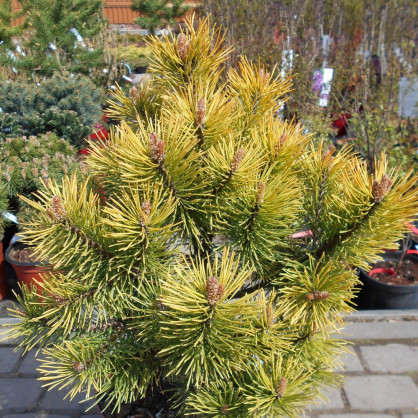 Сосна «Голден Глоу»