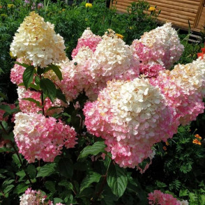 Гортензия метельчатая «Сандей Фрайз»