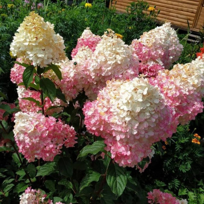 Гортензия «Сандей Фрайз»