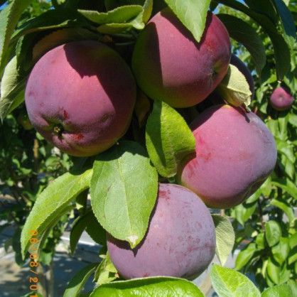 Яблоня колоновидная «Джин»