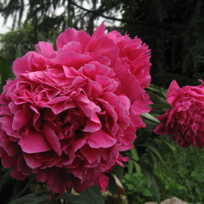 Пион «Канзас»