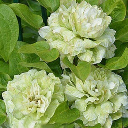 Клематис «Кохана»