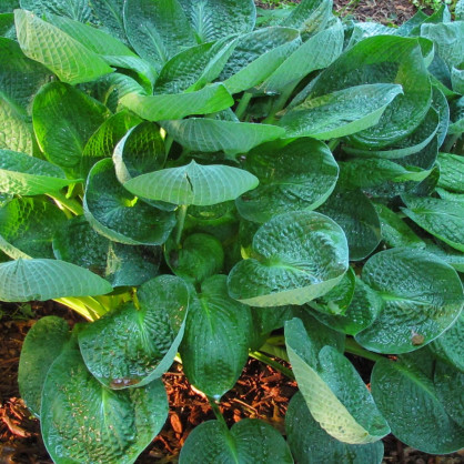 Хоста «Абика Дринкинг Гурд» в ассортименте