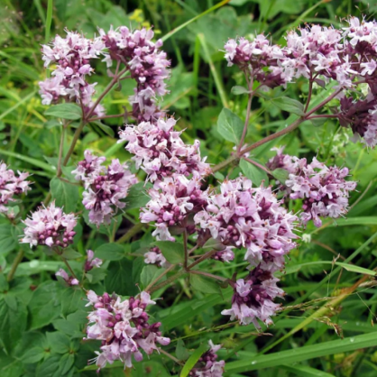 Душица обыкновенная