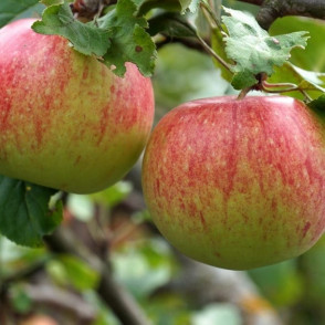 Яблоня «Мантет»