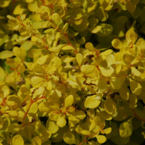 Барбарис «Эвита»