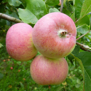 Яблоня «Грушовка Московская»