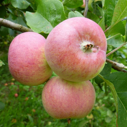 Яблоня «Грушовка Московская»