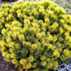 Сосна горная «Винтер Голд»