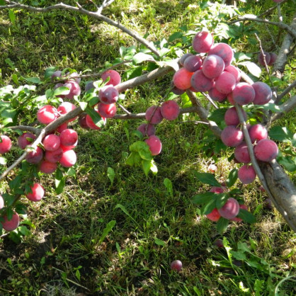 Алыча «Кубанская комета»